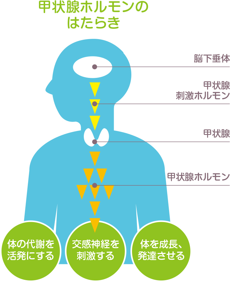 甲状腺について